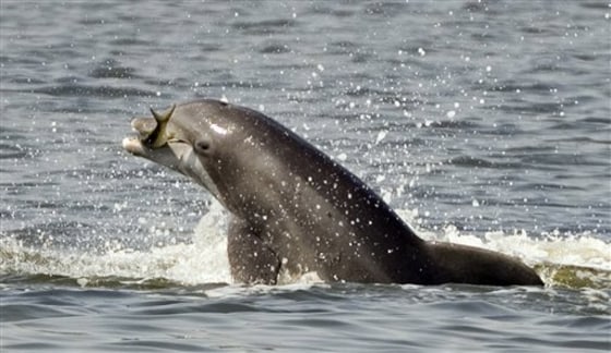 The porpoise, which lives off waters from Maine to North Carolina, is often confused with the dolphin, but the animal has some key differences in appearance.